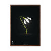  Snowdrop Classic plakát rám vyrobený z tmavého dřeva 50x70 cm černé pozadí