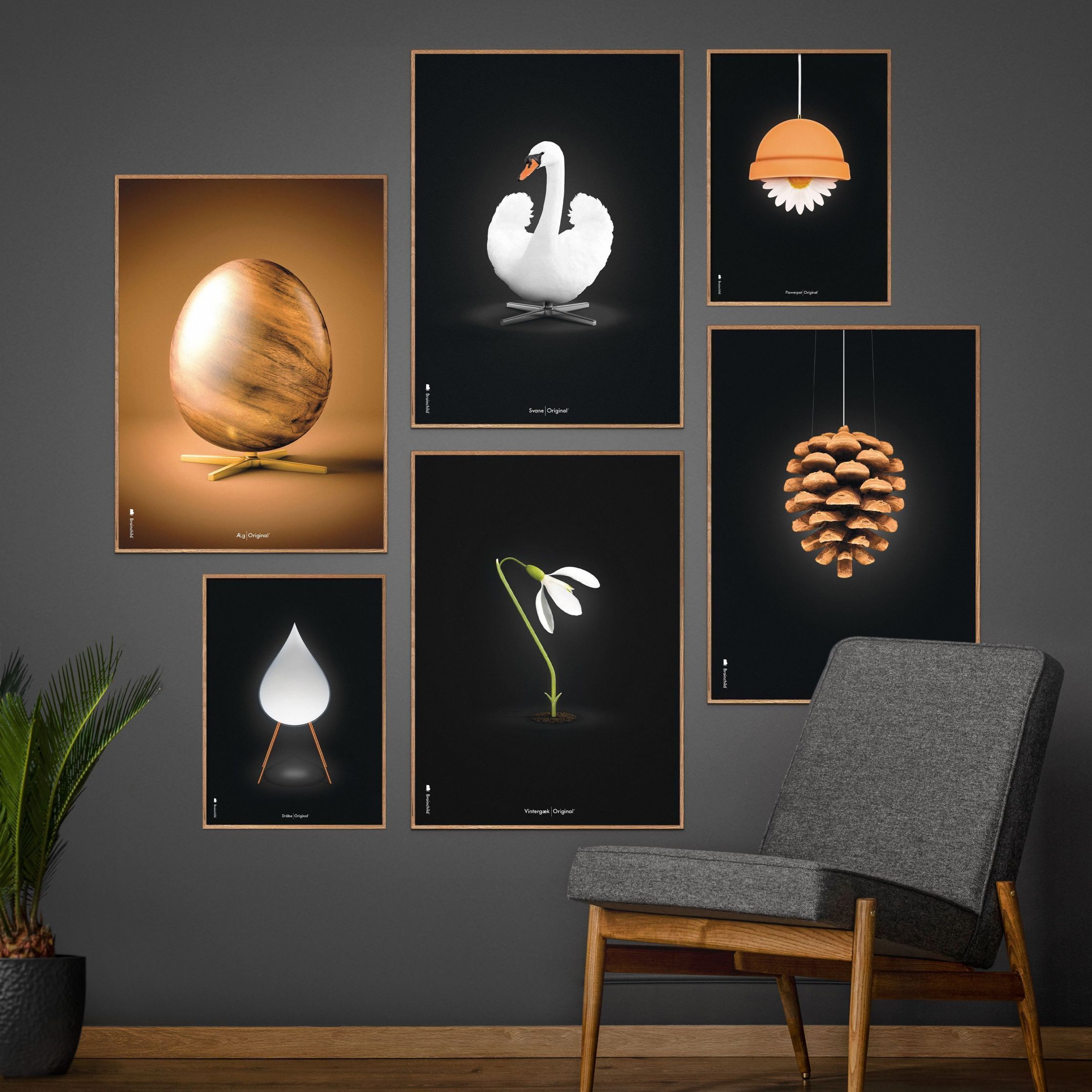 [product_category]-Brainchild Snowdrop Classic Poster, Frame Made Of Dark Wood 50x70 Cm, Black Background-Brainchild-63003-B-BRA-4