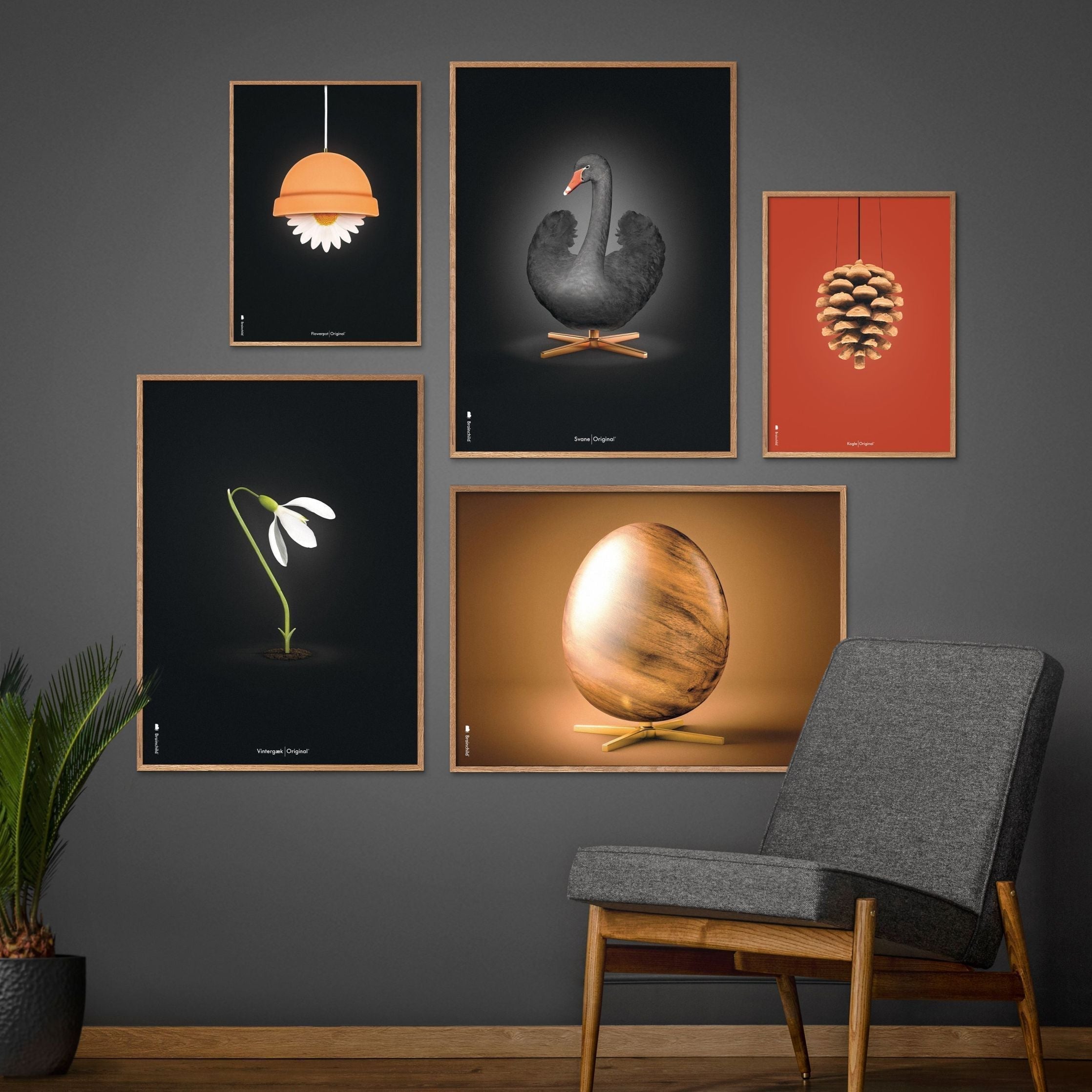 [product_category]-Brainchild Snowdrop Classic Poster, Frame Made Of Dark Wood 50x70 Cm, Black Background-Brainchild-63003-B-BRA-8