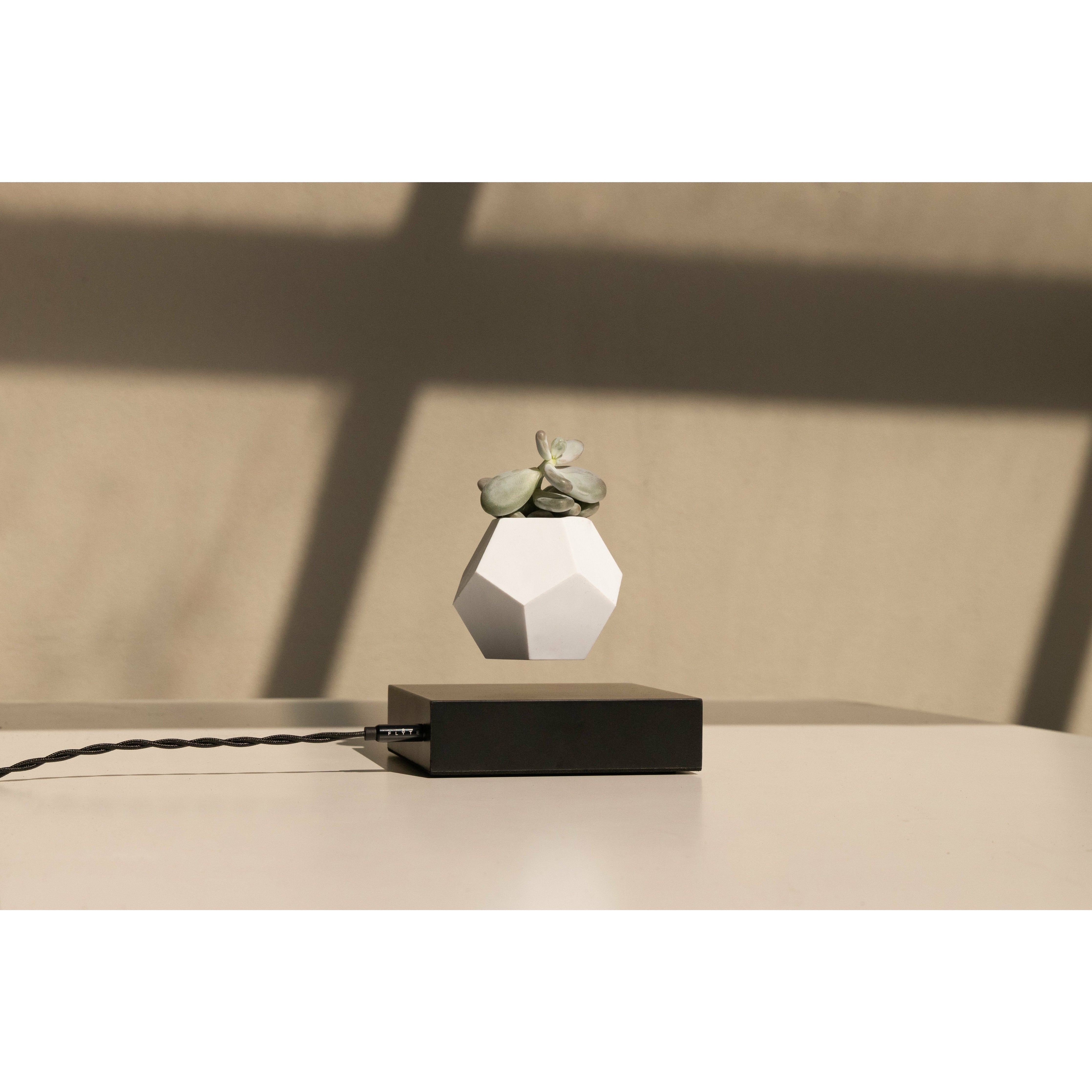 [product_category]-Flyte Lyfe Plant, Black-Flyte-5060455391714-01-LBLA-MUL-V1-0-FLY-2