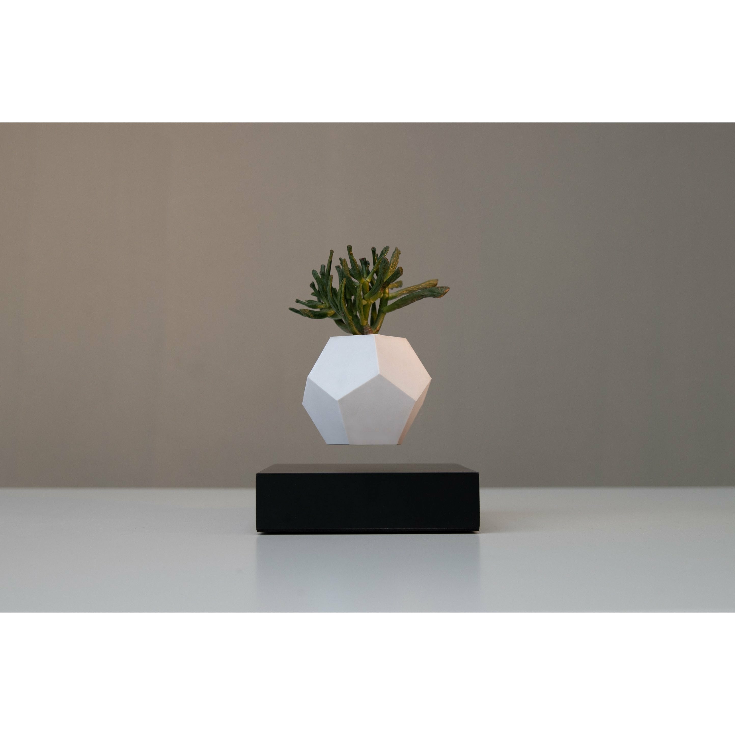[product_category]-Flyte Lyfe Plant, Black-Flyte-5060455391714-01-LBLA-MUL-V1-0-FLY-3