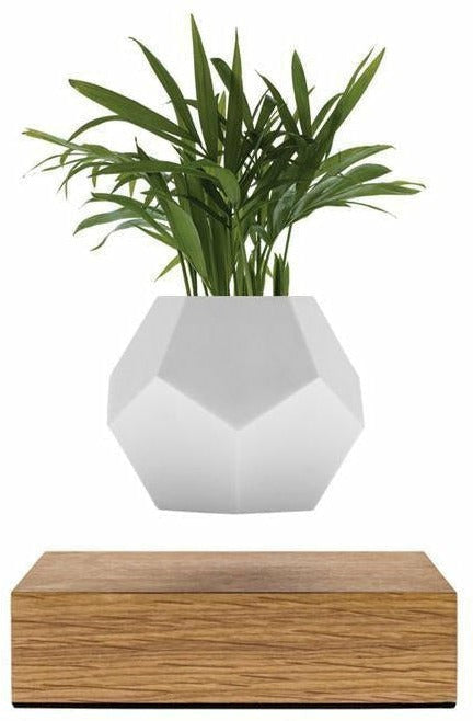 [product_category]-Flyte Lyfe Plant, Oak-Flyte-5060455390854-01-LYFE-MUL-V1-1-FLY-1