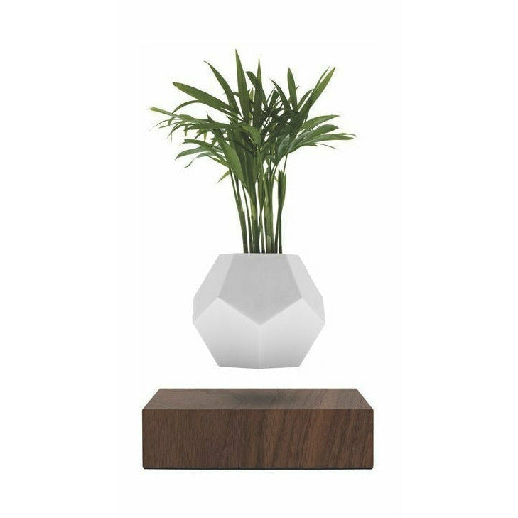 [product_category]-Flyte Lyfe Plant, Walnut-Flyte-5060455391707-01-LWAL-MUL-V1-0-FLY-1