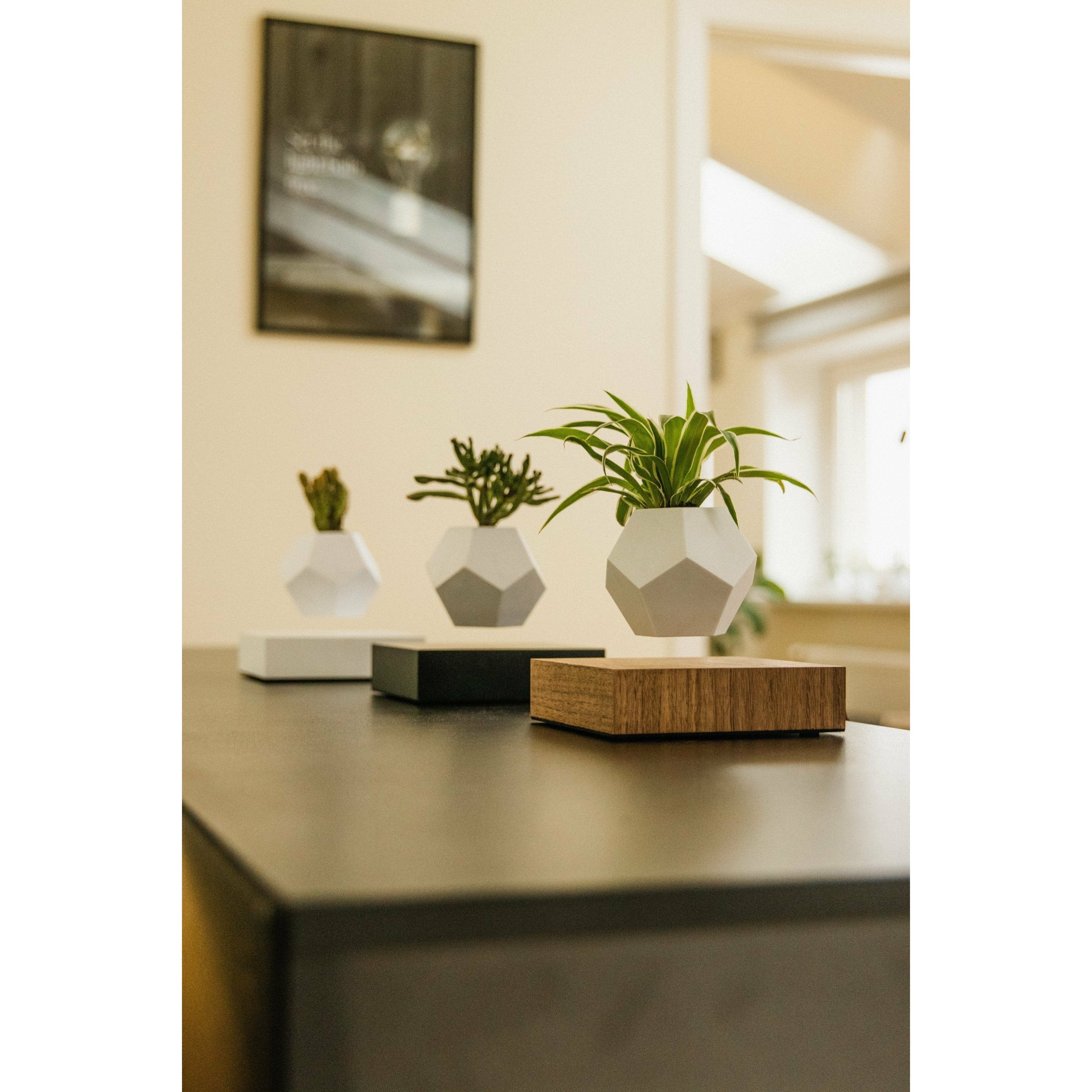 [product_category]-Flyte Lyfe Plant, Walnut-Flyte-5060455391707-01-LWAL-MUL-V1-0-FLY-3