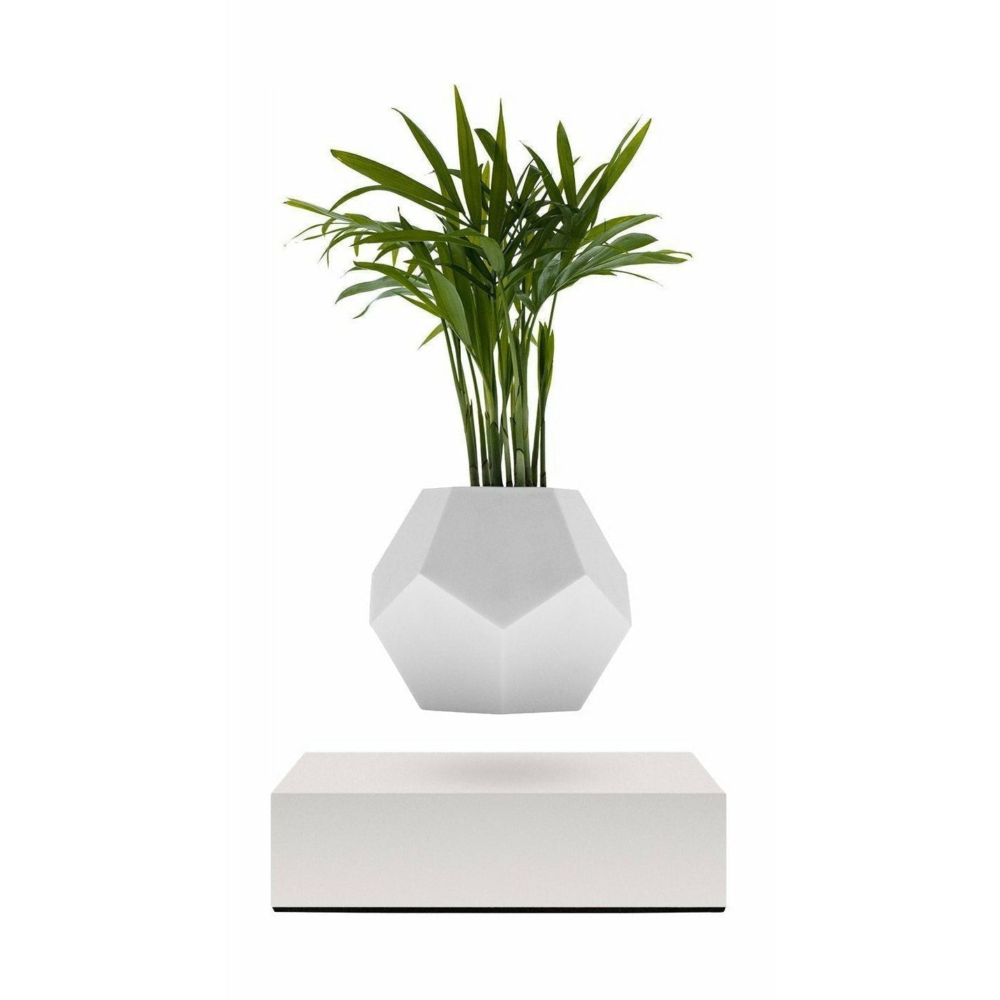 [product_category]-Flyte Lyfe Plant, White-Flyte-5060455391721-01-LWHI-MUK-V1-0-FLY-1