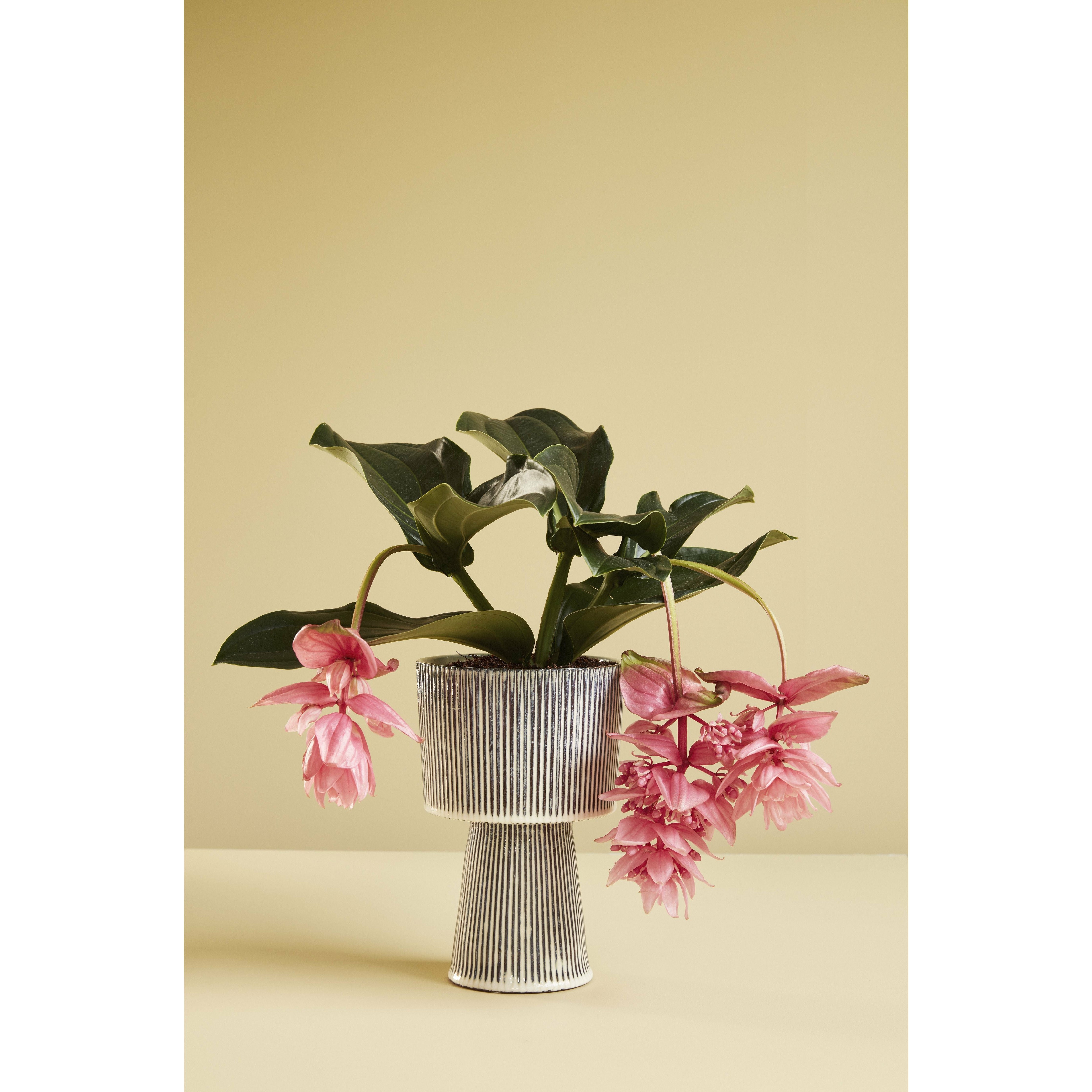 [product_category]-Hübsch Plinth Pots (Set Of 2), Beige/Black-Hübsch-5712772072783-671103-HUB-7
