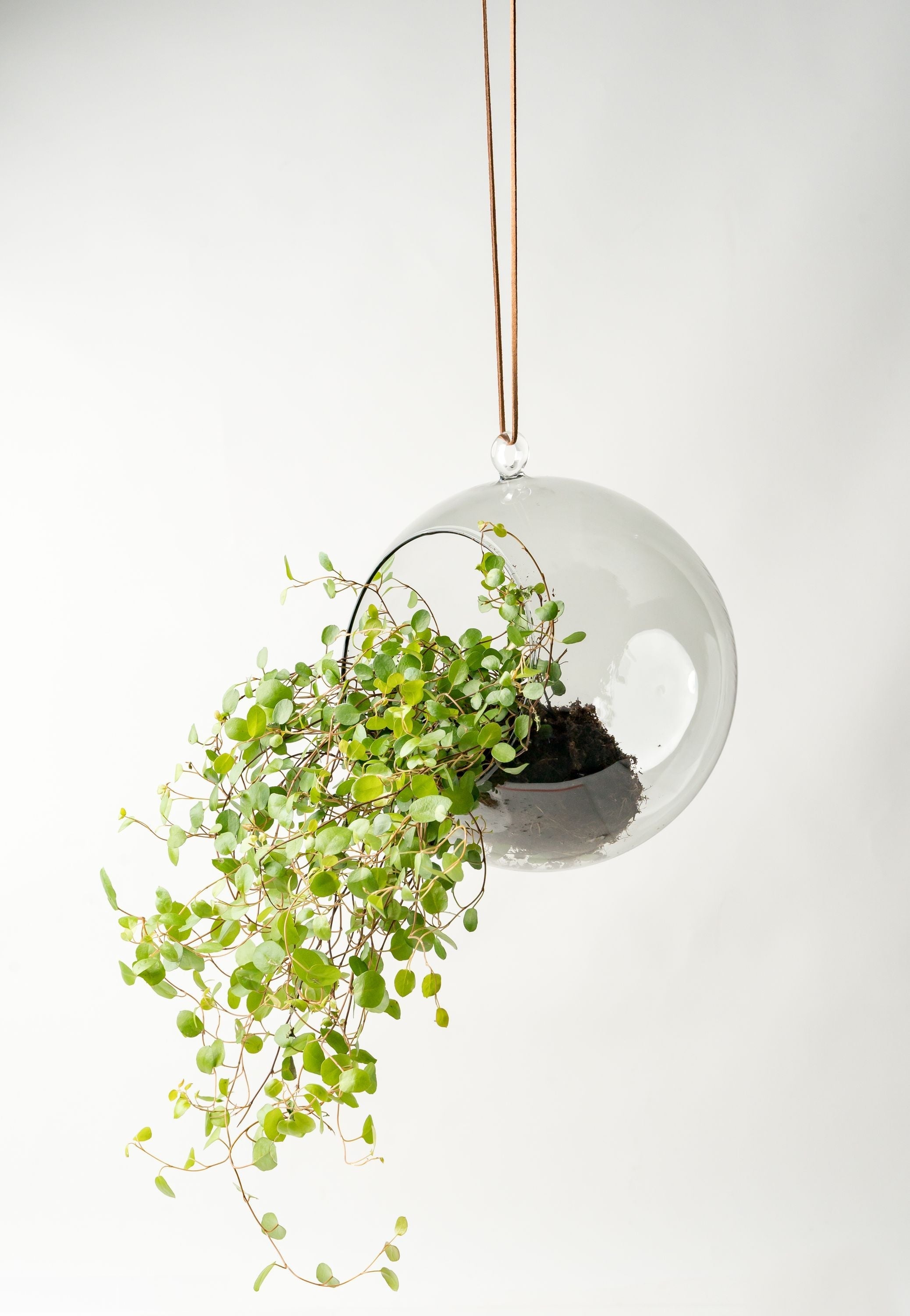[product_category]-Muurla Decoration Ball Decoration Ball, Clear-Muurla-6416114946266-930-120-00-MUU-18