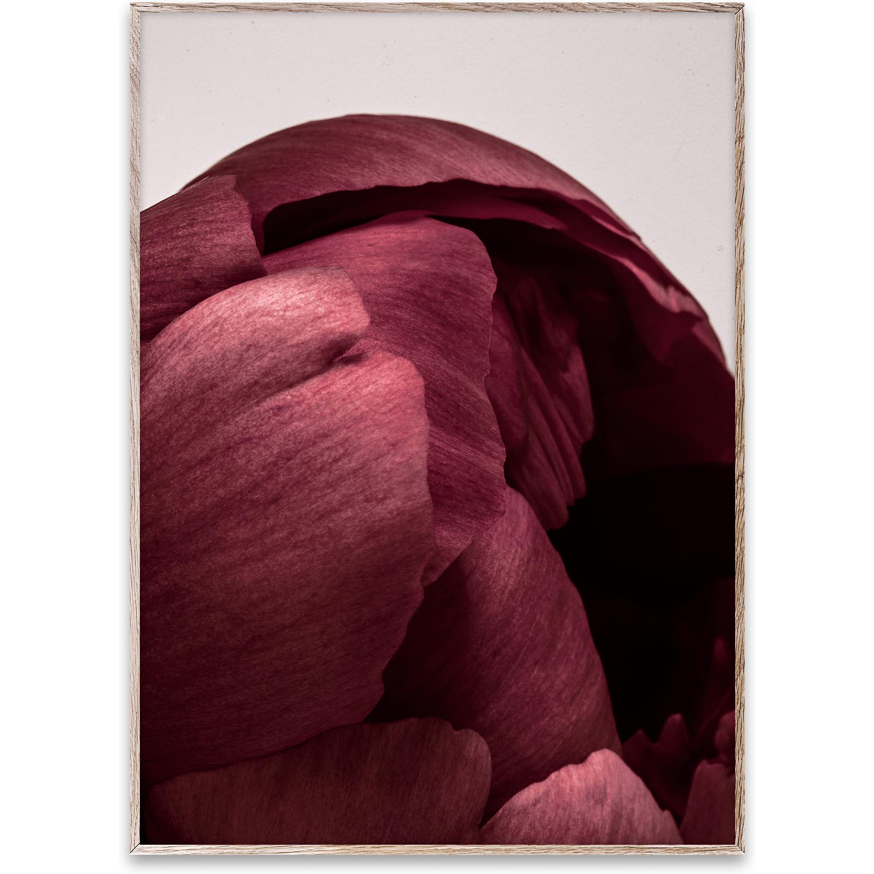 [product_category]-Paper Collective Peonia 01 Poster, 50x70 Cm-Paper Collective-5713450004539-09102-PAP-1