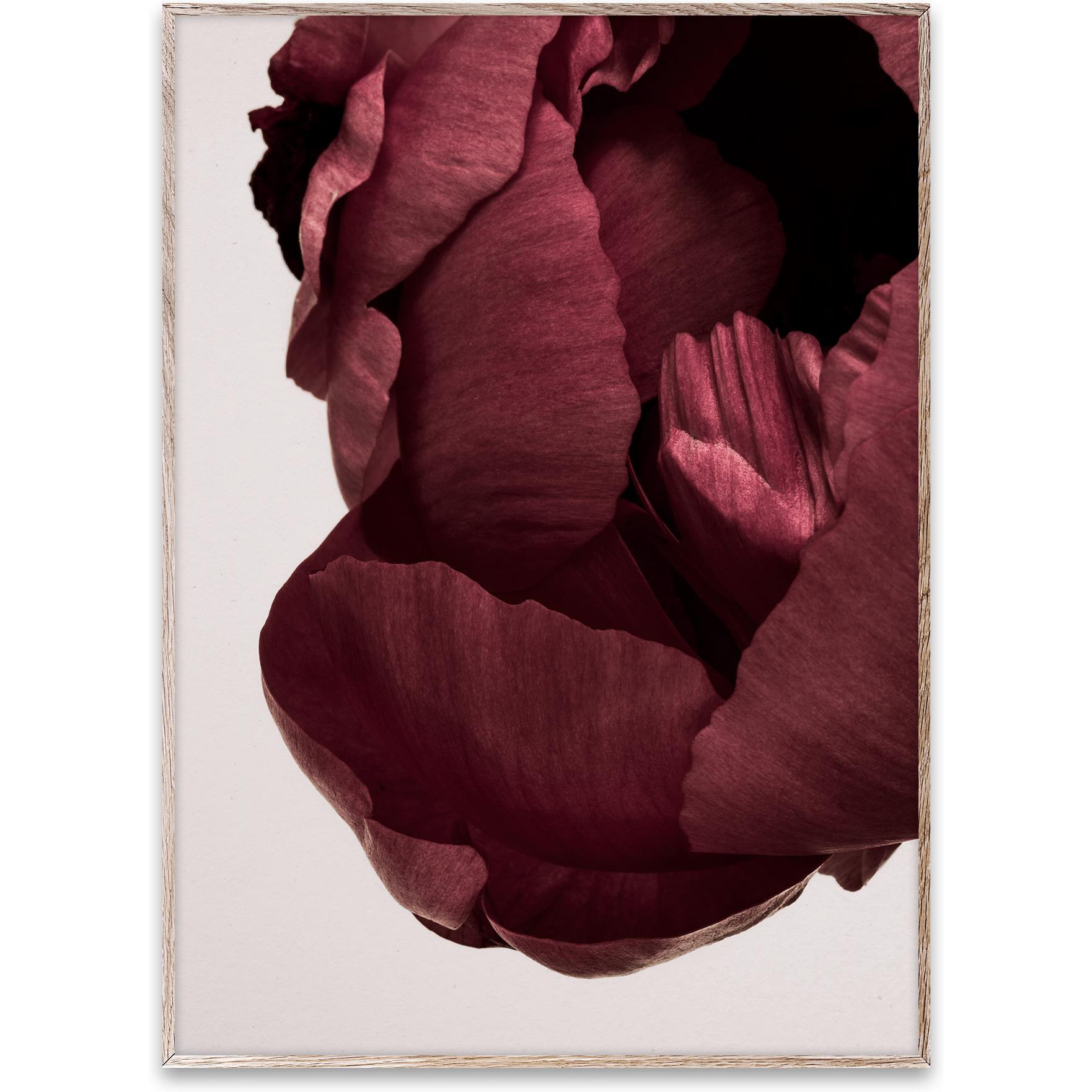 [product_category]-Paper Collective Peonia 02 Poster, 50x70 Cm-Paper Collective-5713450004553-09104-PAP-1