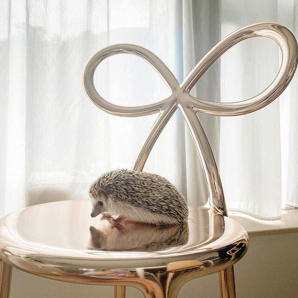 [product_category]-Qeeboo Ribbon Chair Metal Finish By Nika Zupanc Set Of 2, Pink Gold-Qeeboo-8052049051729-80002PG-QEE-5