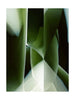 Koberec Nuklea Studio Qeeboo Studio 300x400 cm, zelená onix