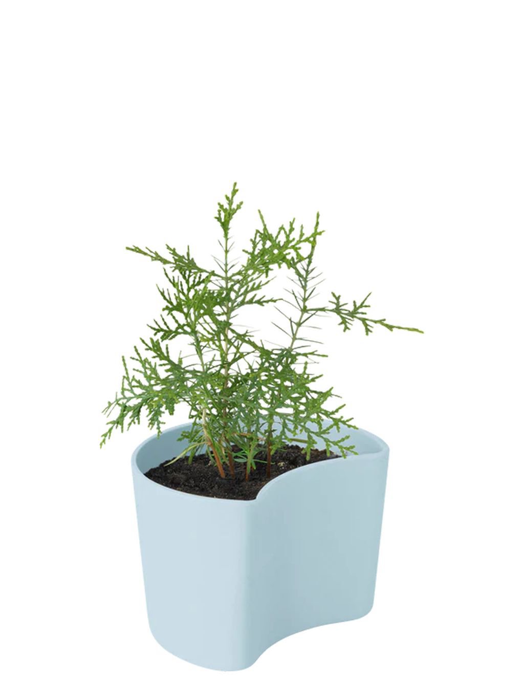 [product_category]-Rig Tig Your Tree Flower Pots With Seeds, Yellow-Rig-Tig-5709846025783-Z00136-RIG-8