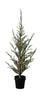 Sirius Milas Ceder Tree, H100 cm
