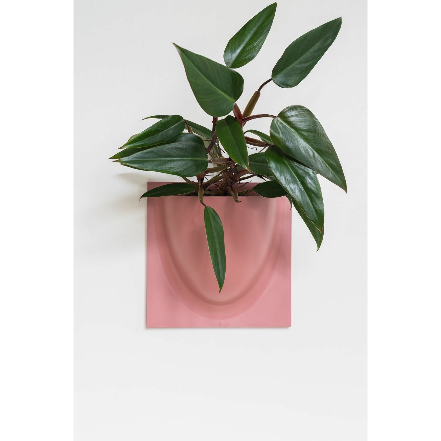 [product_category]-Verti Copenhagen Verti Plants, Dusty Rose-Verti Copenhagen-5712471000384-1008-VER-2