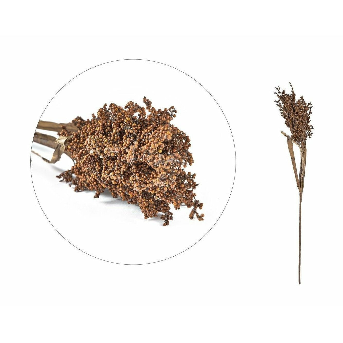 [product_category]-Villa Collection Pampus Grass, Dark Decor-Villa Collection-5722000125129-12512-VIL-1