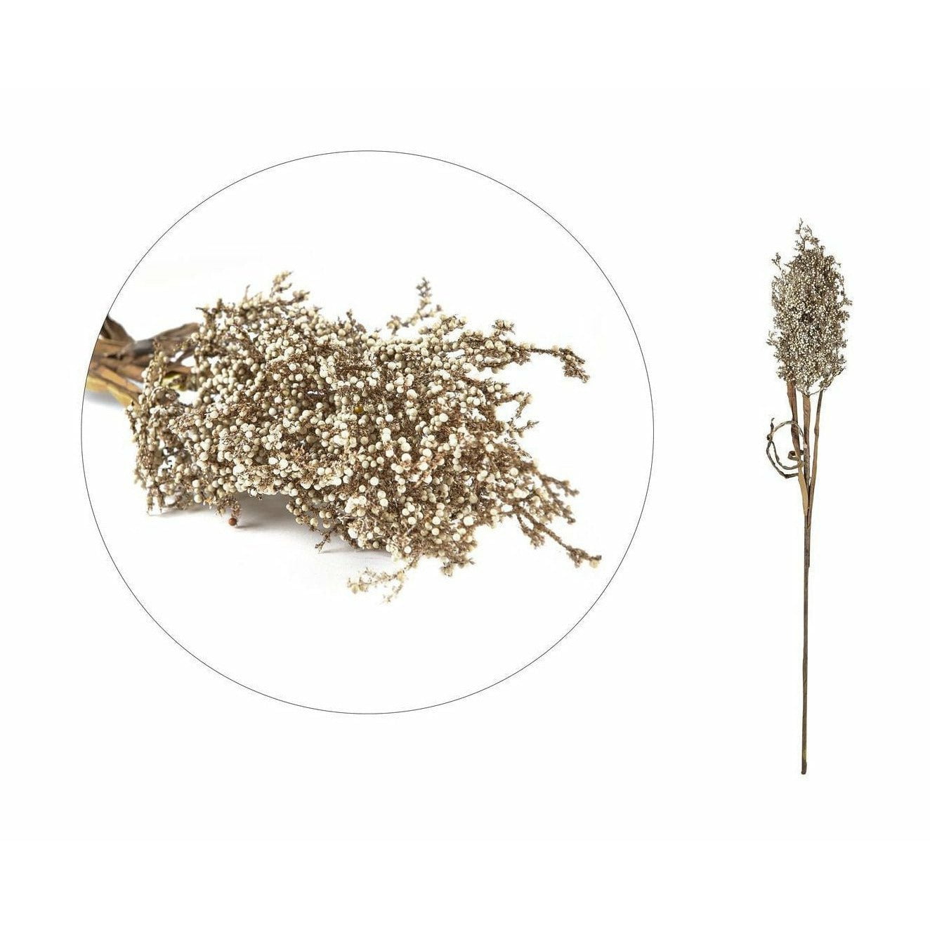 [product_category]-Villa Collection Pampus Grass, Light Decor-Villa Collection-5722000125082-12508-VIL-1