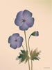  Geranium plakát 15 x21 cm nahý