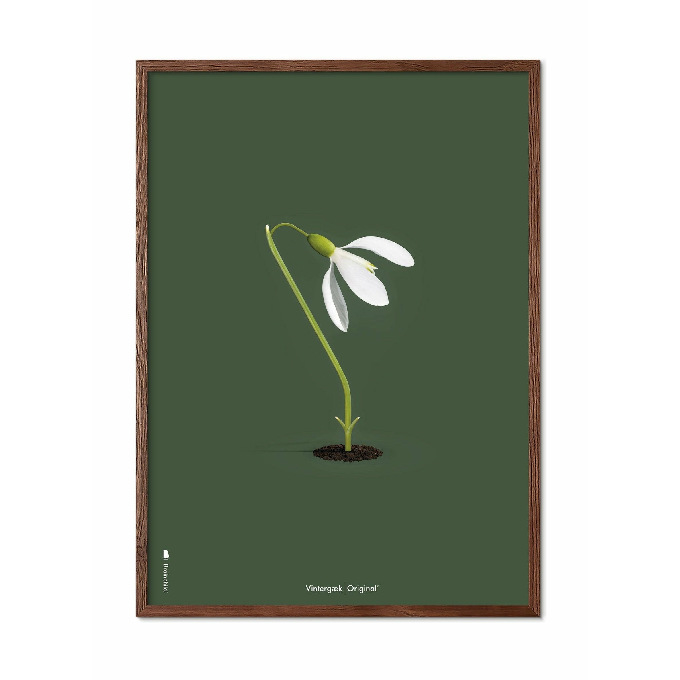 brainchild Snowdrop Classic plakat, ramme lavet af mørk træ 30x40 cm, grøn baggrund