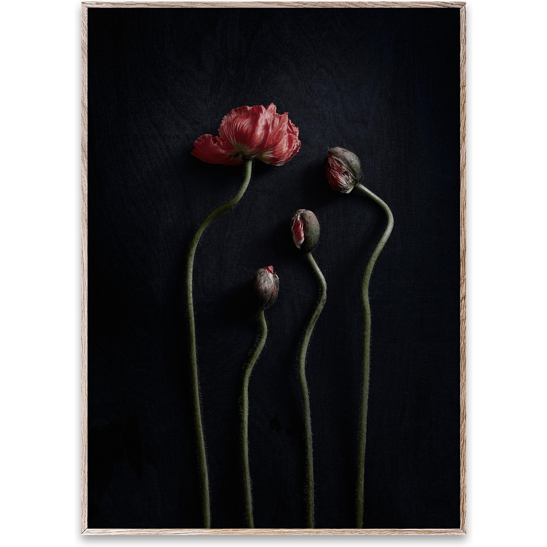 Paper Collective Still Life 02 Poster, 50x70 Cm