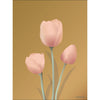  Tulip Poster 30 X40 Cm Amber